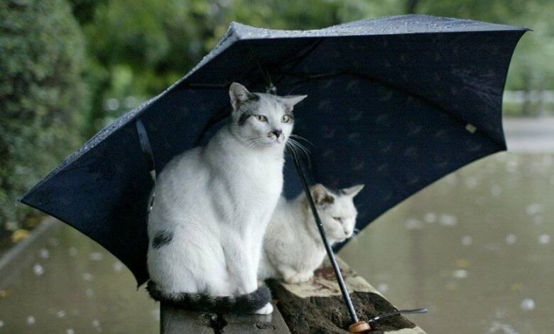 В выходные синоптики обещают дожди и грозы. Со вторника погодные условия улучшатся | Корабелов.ИНФО