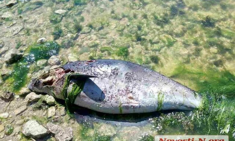 На берегу в Корабельном районе горожане нашли труп дельфина | Корабелов.ИНФО image 3