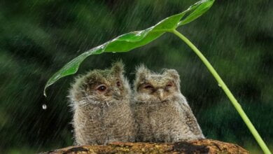 Синоптики на выходные прогнозируют в Николаеве дождь с грозами и местами град | Корабелов.ИНФО