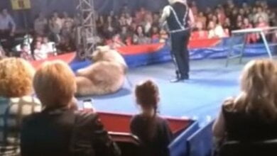 В Белой Церкви цирковой медведь напал на зрителей, есть пострадавшие (ВИДЕО) | Корабелов.ИНФО