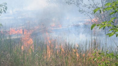 В Балабанівському лісі сталася пожежа: вогонь охопив майже 2 гектари | Корабелов.ИНФО image 1
