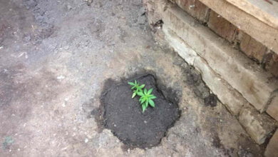 Житель Витовского района выращивал в цветочных вазонах коноплю и "на всякий случай" хранил дома порох | Корабелов.ИНФО image 1