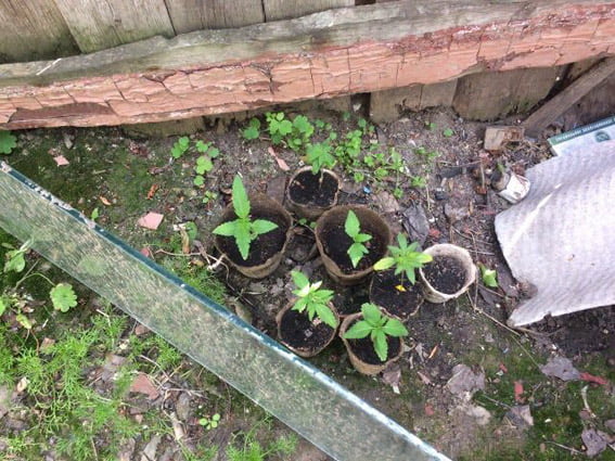 Житель Витовского района выращивал в цветочных вазонах коноплю и "на всякий случай" хранил дома порох | Корабелов.ИНФО image 2