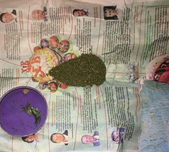 Житель Витовского района выращивал в цветочных вазонах коноплю и "на всякий случай" хранил дома порох | Корабелов.ИНФО image 3