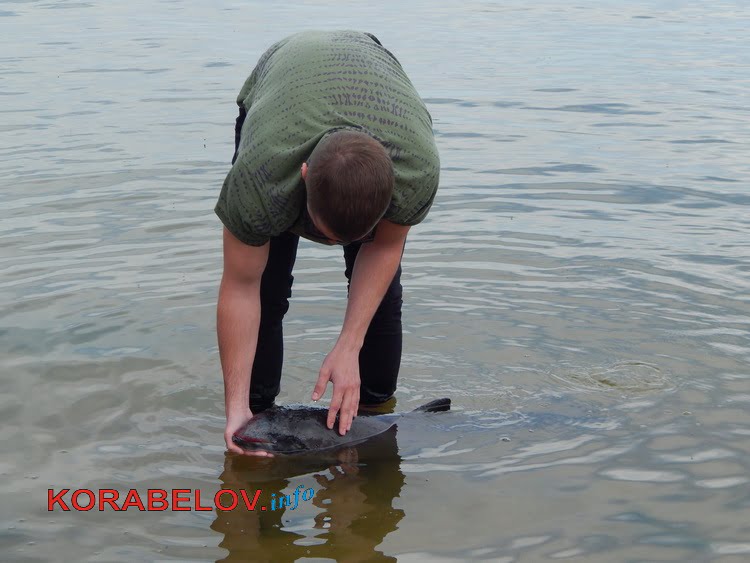 "У них - музыка и автоответчик". Как в яхт-клубе Корабельного района пытались спасти израненного дельфиненка | Корабелов.ИНФО image 2