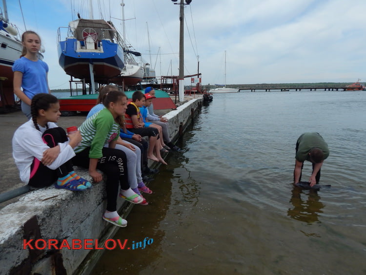 "У них - музыка и автоответчик". Как в яхт-клубе Корабельного района пытались спасти израненного дельфиненка | Корабелов.ИНФО image 3