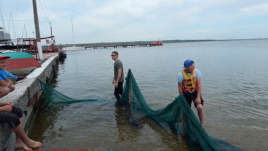 "У них - музыка и автоответчик". Как в яхт-клубе Корабельного района пытались спасти израненного дельфиненка | Корабелов.ИНФО image 4