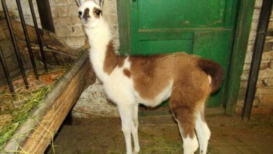 Детеныши лам и мар подрастают в Николаевском зоопарке | Корабелов.ИНФО image 1