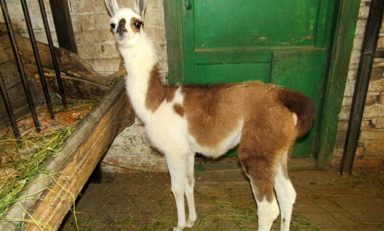Детеныши лам и мар подрастают в Николаевском зоопарке | Корабелов.ИНФО image 1