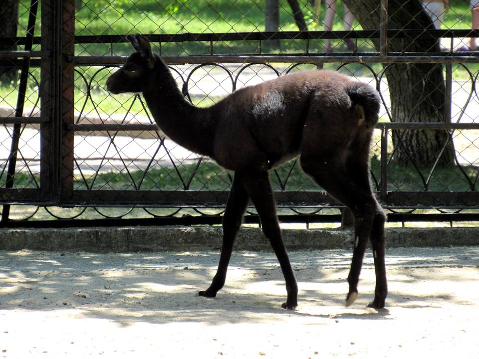 Детеныши лам и мар подрастают в Николаевском зоопарке | Корабелов.ИНФО image 3