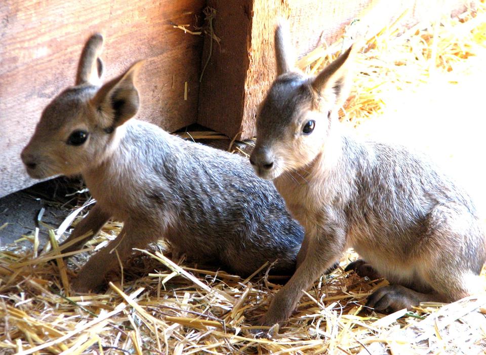 Детеныши лам и мар подрастают в Николаевском зоопарке | Корабелов.ИНФО image 4
