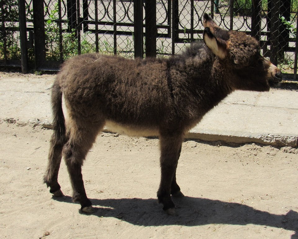 Детеныши лам и мар подрастают в Николаевском зоопарке | Корабелов.ИНФО image 5