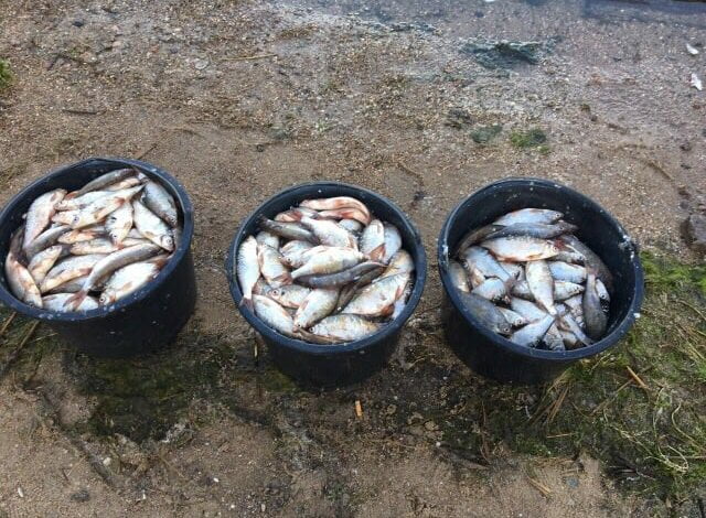 «Рибоохоронний патруль» затримав трьох браконьєрів на Бузькому лимані | Корабелов.ИНФО