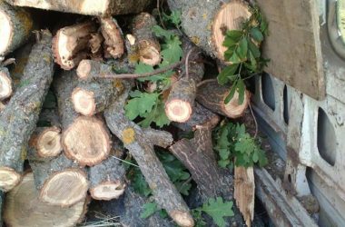 "Просто загрузились у Корабельному". Патрульні затримали чоловіків, які ймовірно причетні до незаконної порубки лісу | Корабелов.ИНФО image 2