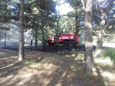 Причина займання - підпал. Рятувальники гасили вогонь площею понад 2 га у Балабанівському та Лиманівському лісах | Корабелов.ИНФО image 2