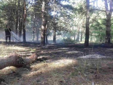 Причина займання - підпал. Рятувальники гасили вогонь площею понад 2 га у Балабанівському та Лиманівському лісах | Корабелов.ИНФО image 1