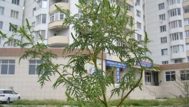 Департамент ЖКХ заплатит от 200 до 3 000 грн. за лучшую рекламу борьбы с амброзией | Корабелов.ИНФО