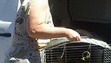 "Взяли у нее котенка, а он два дня рыгает", - жительница Корабельного жалуется на предпринимательницу "дарю-беру" | Корабелов.ИНФО