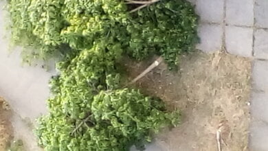 "Куда мы катимся?" Варвары уничтожили деревья в Корабельном районе Николаева | Корабелов.ИНФО image 2