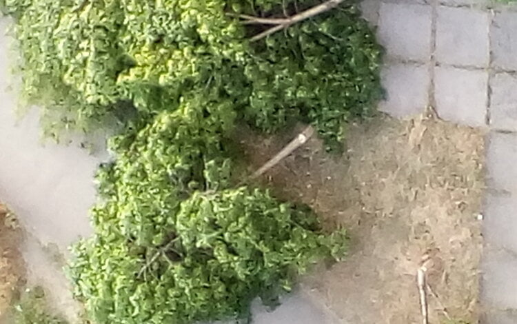 "Куда мы катимся?" Варвары уничтожили деревья в Корабельном районе Николаева | Корабелов.ИНФО image 2