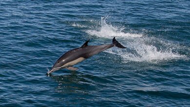 «Не преграждать пути отхода». Как себя вести, когда в пресную воду заплывает дельфин | Корабелов.ИНФО image 3