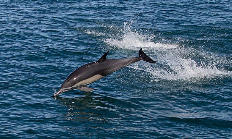 «Не преграждать пути отхода». Как себя вести, когда в пресную воду заплывает дельфин | Корабелов.ИНФО image 3