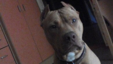 "Очень плачет ребенок": в Корабельном районе пропал Тайсон - "не просто собака, а член семьи"... | Корабелов.ИНФО