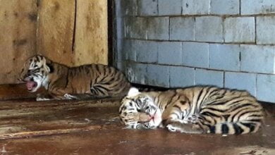 В Николаевском зоопарке родились тигрята | Корабелов.ИНФО