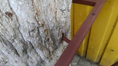 "От так "бізнесмени" використовують дерева", - возмущенный житель Корабельного района взывает к экологам | Корабелов.ИНФО image 4