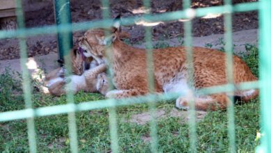 Николаевский зоопарк пополнился игривыми первенцами рысей | Корабелов.ИНФО