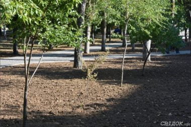 Во вновь открытом сквере в Корабельном районе - засохшие деревья | Корабелов.ИНФО image 1