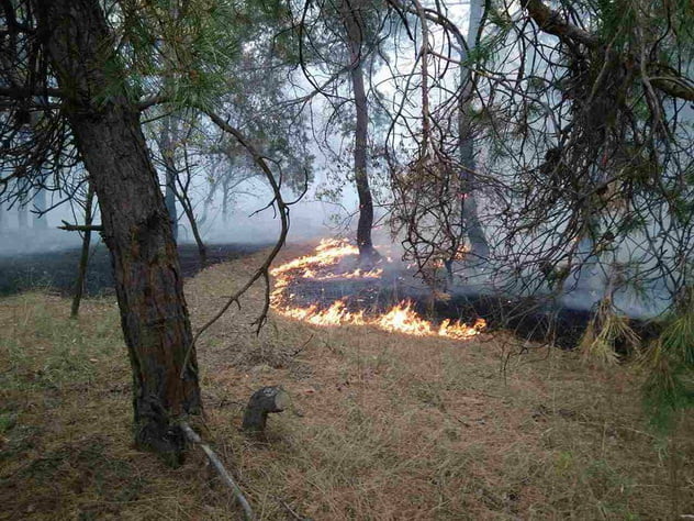 В Галицинове сталася масштабна пожежа на відкритій території, зачепило і ліс | Корабелов.ИНФО image 2