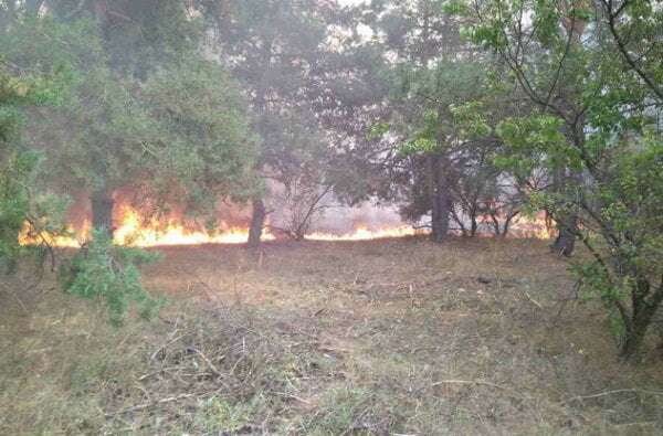 В Галицинове сталася масштабна пожежа на відкритій території, зачепило і ліс | Корабелов.ИНФО image 1
