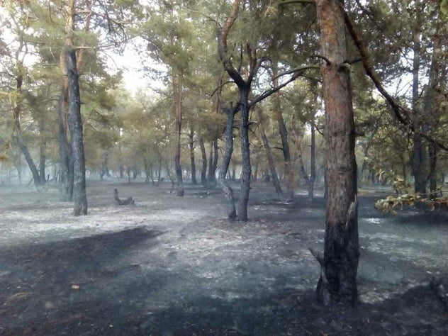 В Галицинове сталася масштабна пожежа на відкритій території, зачепило і ліс | Корабелов.ИНФО image 5