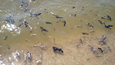 В Николаевской области массово гибнут рыба и креветки. Не покупайте их, они могут быть опасны! | Корабелов.ИНФО