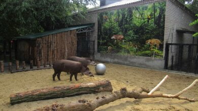 Тапиры в Николаевском зоопарке полюбили играть в футбол | Корабелов.ИНФО image 1