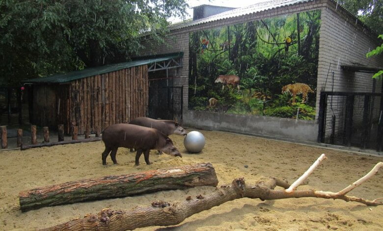 Тапиры в Николаевском зоопарке полюбили играть в футбол | Корабелов.ИНФО image 1