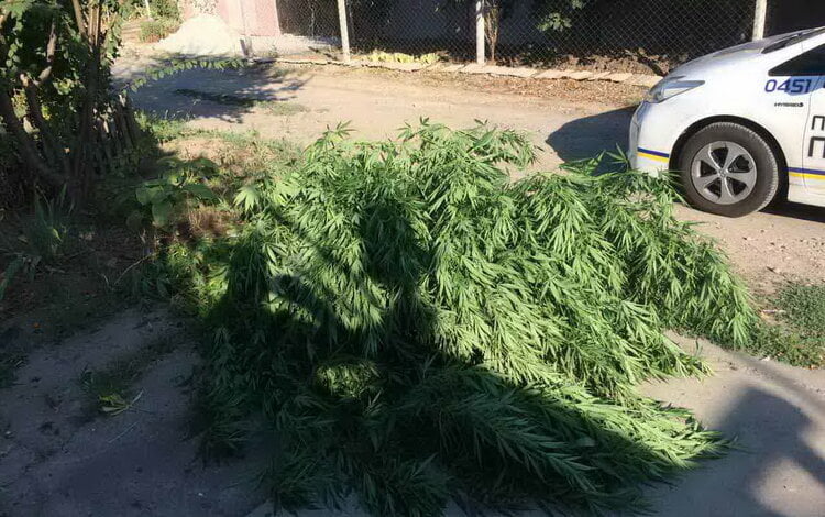 "Выращивал для себя": 21 куст конопли изъяли полицейские у 24-летнего николаевца | Корабелов.ИНФО image 1