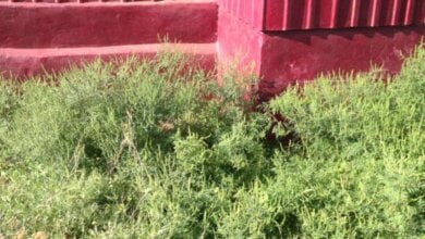 "Это вообще жесть. Куда мы катимся, товарищи?" - житель Корабельного о засилье амброзии на территории района | Корабелов.ИНФО image 1