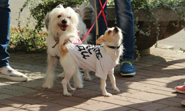 У попа была собака. Бродячая | Корабелов.ИНФО образ 1