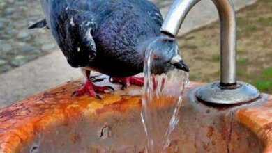 В выходные Николаевщину ждет сухая и жаркая погода, - синоптики | Корабелов.ИНФО