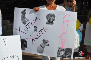 Зоозащитники вышли под здание Николаевского горсовета с митингом против применения эвтаназии к собакам (ВИДЕО) | Корабелов.ИНФО образ 3