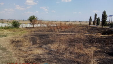Уничтожена аллея тополей, недавно высаженных в Корабельном районе | Корабелов.ИНФО image 3