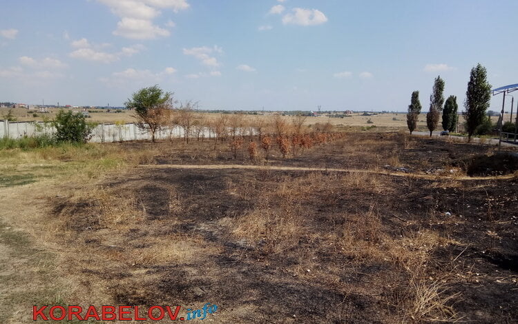 Уничтожена аллея тополей, недавно высаженных в Корабельном районе | Корабелов.ИНФО image 3