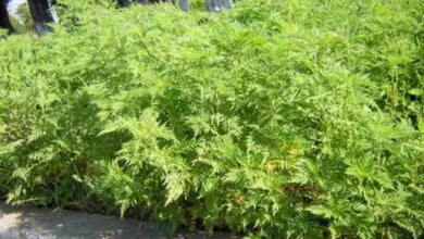 Как в Корабельном районе борются с амброзией | Корабелов.ИНФО