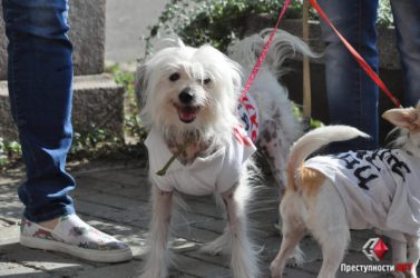 Зоозащитники вышли под здание Николаевского горсовета с митингом против применения эвтаназии к собакам (ВИДЕО) | Корабелов.ИНФО образ 2