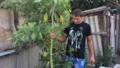 "Выращивал для себя": 21 куст конопли изъяли полицейские у 24-летнего николаевца | Корабелов.ИНФО image 4