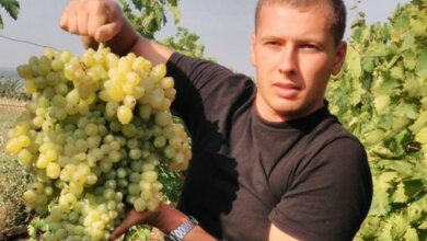Зафіксовано у Національному реєстрі рекордів: миколаєвець виростив грону винограду вагою близько 7 кг | Корабелов.ИНФО