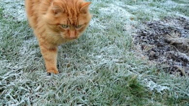 В выходные синоптики обещают в Николаеве заморозки на почве ночью и до +16˚ днем | Корабелов.ИНФО