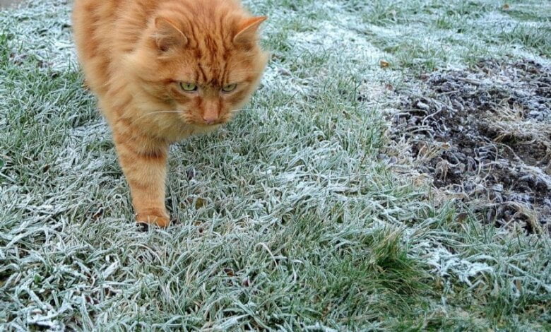 В выходные синоптики обещают в Николаеве заморозки на почве ночью и до +16˚ днем | Корабелов.ИНФО